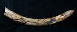 Baby Woolly Mammoth Tusk - Inches #4421-1